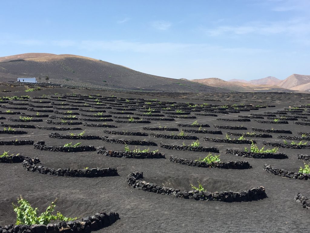 Vines Growing in Lanzarote