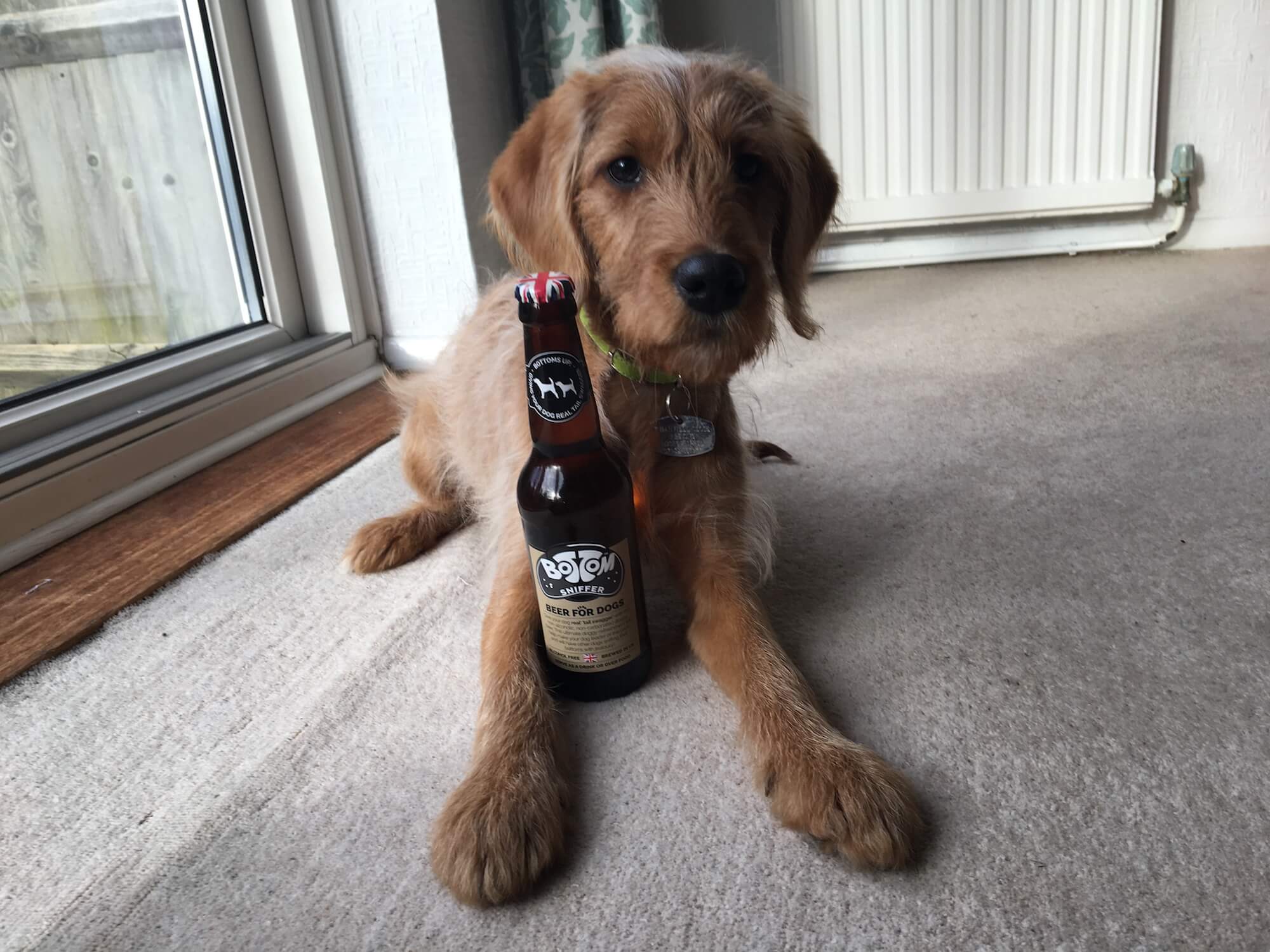 Bottom Sniffer Beer for Dogs Review