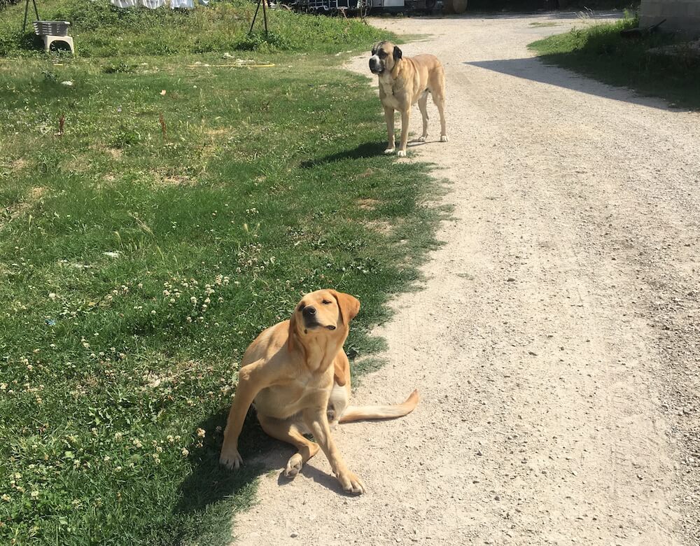 Doggos protecting a vineyard