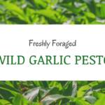 WIld Garlic Pesto Recipe